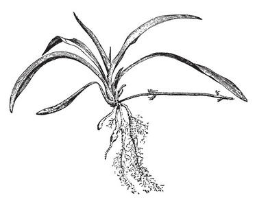 图片显示 Anthericum liliago 的匍匐茎花也被称为圣伯纳德百合, 复古线条画或雕刻插图