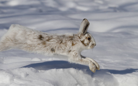 加拿大冬天图片