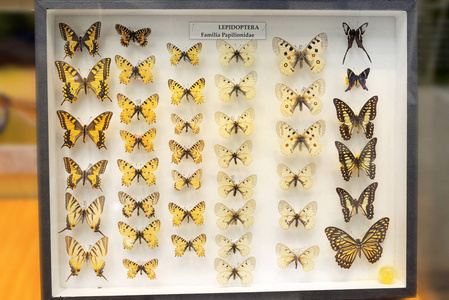在博物馆的框架蝴蝶的家庭