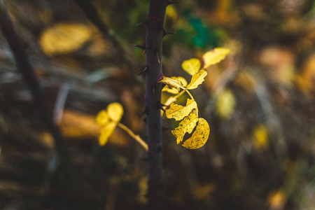黄色的秋天叶子在树干与刺