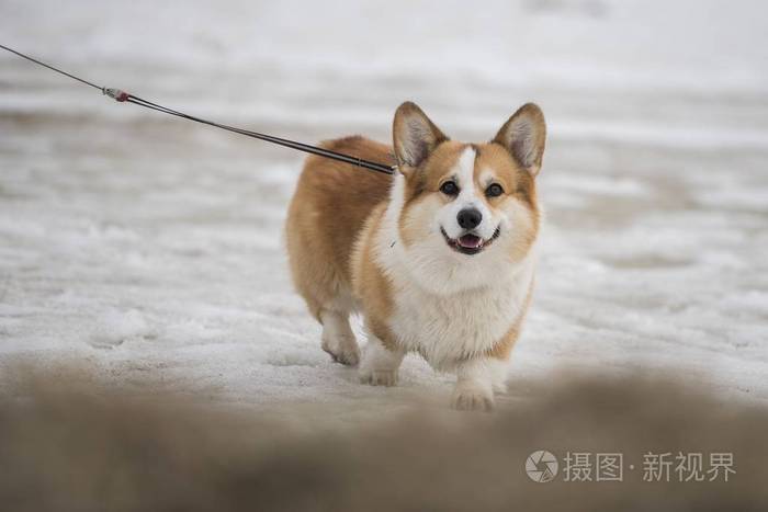 矮脚牧羊犬图片