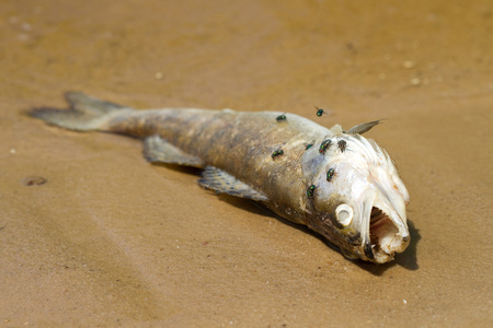 死鱼照片