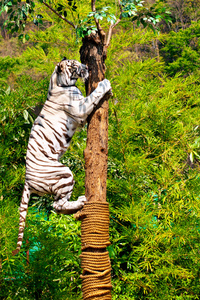 狩猎白老虎爬上一棵树