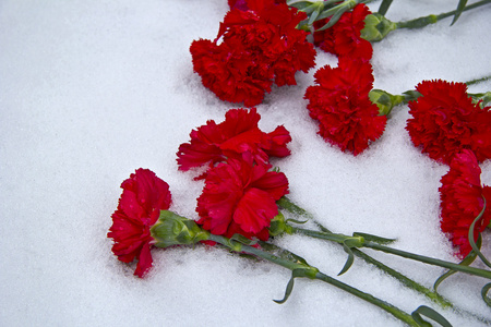 在雪上的红色康乃馨鲜花