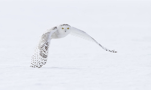 雪鸮 腹 scandiacus 低空飞行, 在加拿大积雪覆盖的田野狩猎