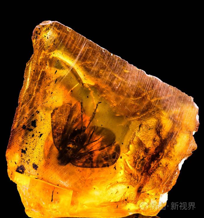 波罗的海琥珀与冻结在这片一只苍蝇, 微距照片