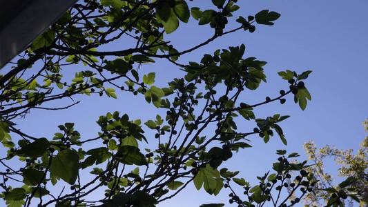 树的树枝在蓝色的天空背景的绿色水果无花果