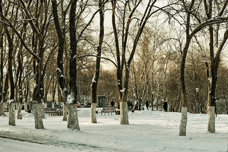 市冬季小巷树