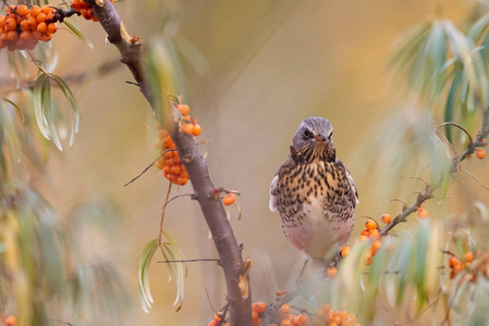 Fieldfare 鸫毛发 在一个模糊的背景特写的野生树枝上