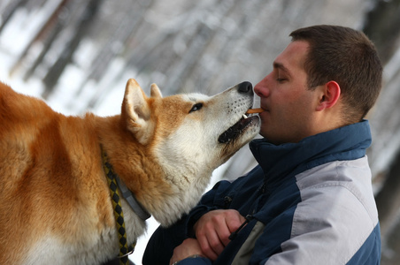 秋田 inu