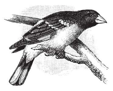 玫瑰胸 Grosbeak 是一个主要家庭的播种鸟有一个红色的乳房, 老式线条画或雕刻插图