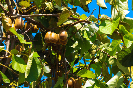 绿色的猕猴桃在树上成熟。在树枝上的猕猴桃。健康保健水果