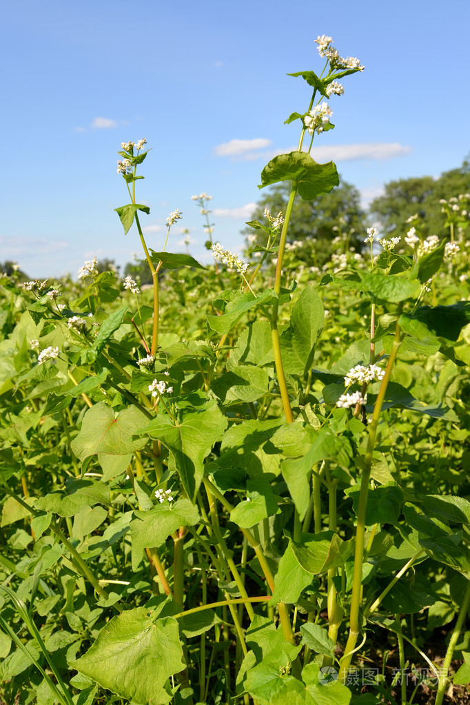 朵朵荞麦播种对蓝蓝的天空