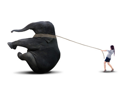 年轻的亚洲大象图片