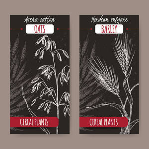 两个标签与大麦 aka 大麦大麦和燕麦又名阿韦纳草素描黑色。谷类植物系列