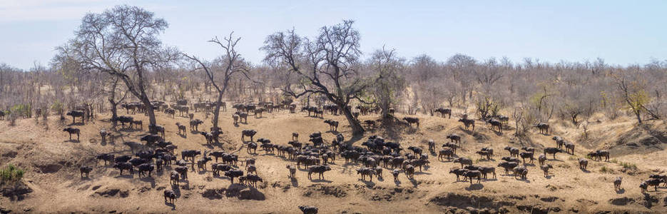 南非克鲁格国家公园的非洲野牛牛科 Syncerus caffer 家族的钱币