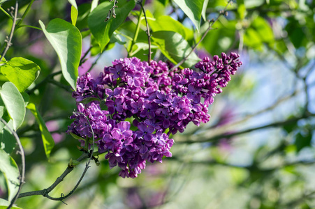 丁香木犀科橄榄家族开花植物, 落叶灌木, 紫紫色花和绿叶在阳光下