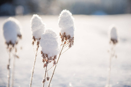 冬季乡村景观雪覆盖的树木和丘陵