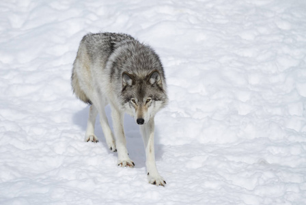 在加拿大的冬季雪中, 一只孤木狼或灰狼 大犬狼疮 被孤立在白色背景下行走