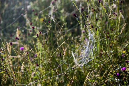蜘蛛网的特写在清晨的草地上掉落
