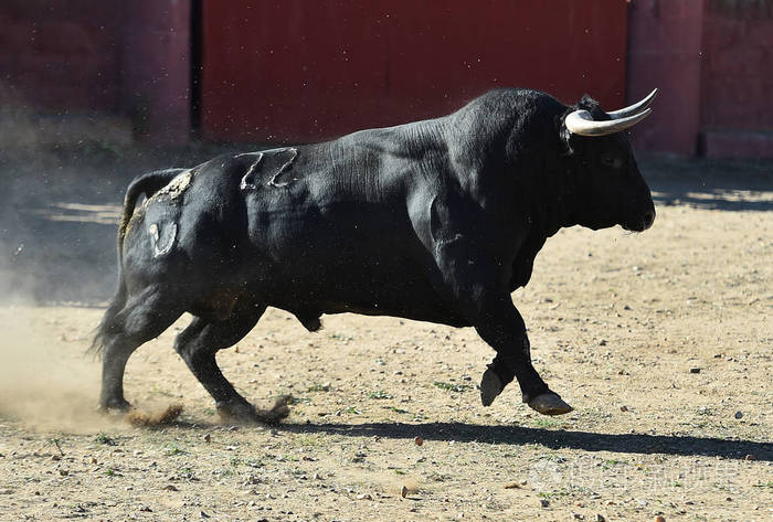 西班牙公牛在斗牛场