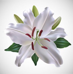 室内设计与家具, 平面矢量插图无缝的花卉图案与山谷百合花