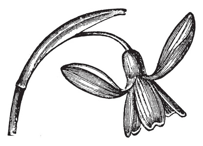 图片显示了雪花莲开花植物。孤白花松散地挂在开发阶段, 它被一个纸质鞘, 复古线条画或雕刻插图包围