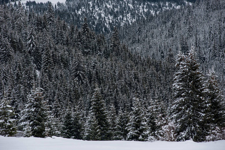 美丽的冬天风景与雪在树