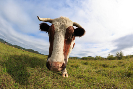 看着摄像机的好奇牛