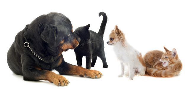 愤怒的奇瓦瓦狗和猫照片