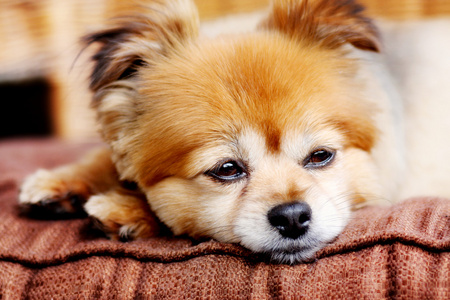 可爱表情包集合一周大的小狗小狗你还困吗困狗狗与困倦的蓝眼睛赫斯基