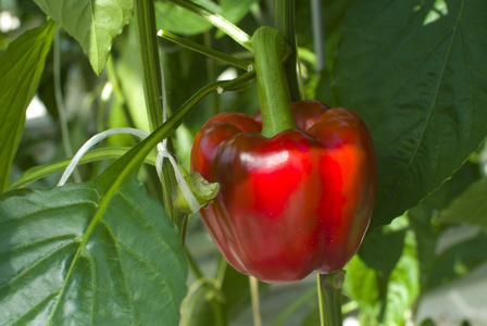 青椒种植在花园里红灯笼椒孤立黄灯笼椒红灯笼椒各种蔬菜植物室内日落
