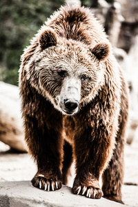 爱心棕色的玩具熊棕色的熊,在冰雪覆盖的沼泽大棕熊在朝阳下绕湖散步