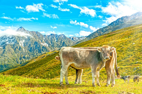 高山牧场上的奶牛, 阿尔卑斯山