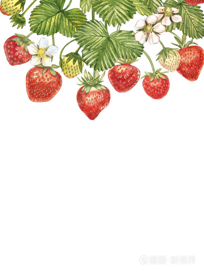 垂直横幅与成熟的红浆果草莓白色背景.设计为包装,天然化妆品,保健品.