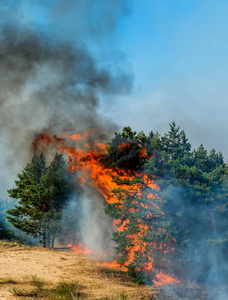 大量的烟森林火灾.被烧毁的树木后野火, 污染和大量的烟照片