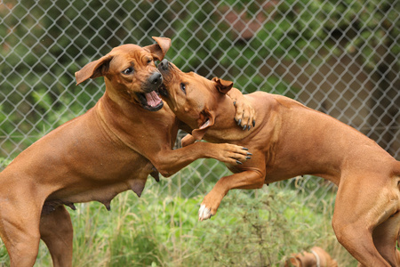 罗得西亚ridgeback