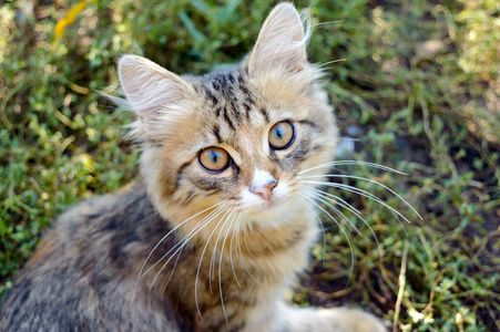 美丽的小猫图片