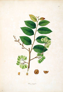 植物学插图。科罗曼德伦敦海岸的植物1793