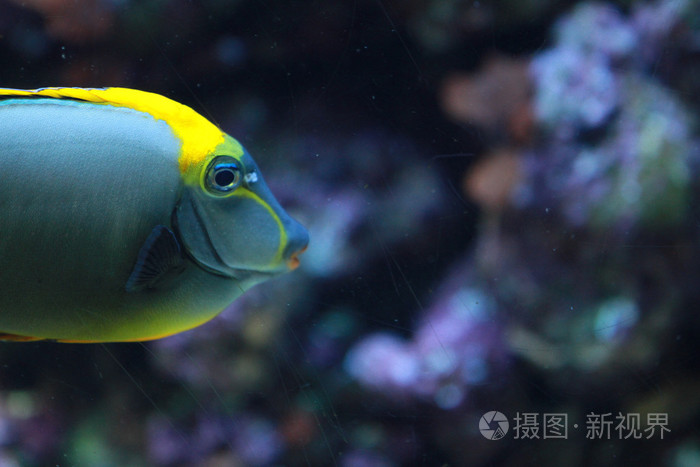 5184*3456px发票合同问题/查看作者其他作品查看更多>号角神仙鱼鳌鱼