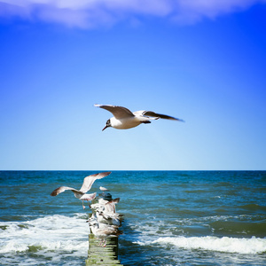 海鸥在岸上的海