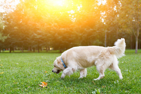 漫步在夏日公园的拉布拉多犬形象