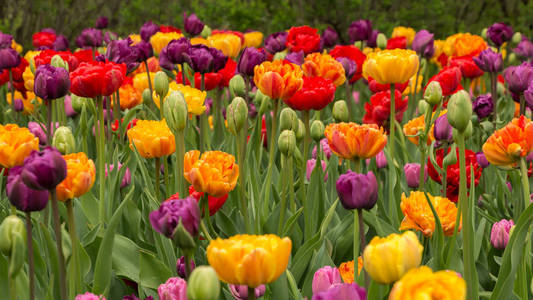 雨 backgr 的春天里有丰富的五颜六色的郁金香花