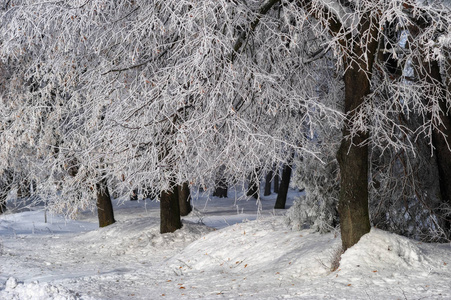 冬季森林。清晨在白雪皑皑的森林里