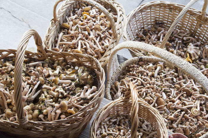 蘑菇蜂蜜木耳在篮子里