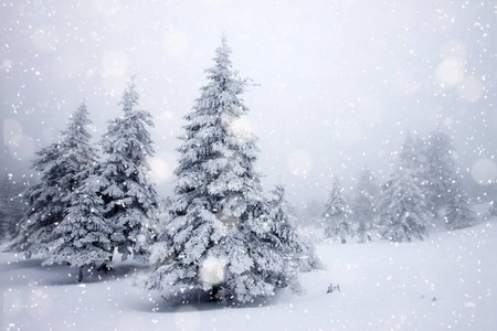 大雪覆盖的冷杉树圣诞节背景