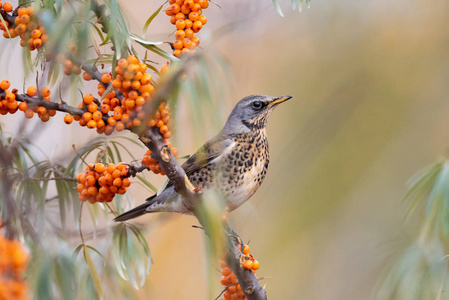 Fieldfare 鸫毛发 在一个模糊的背景特写的野生树枝上