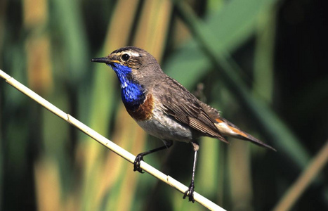 Bluethroat Luscinia svecica 姬鹟, Hortobagy, 匈牙利, 欧洲