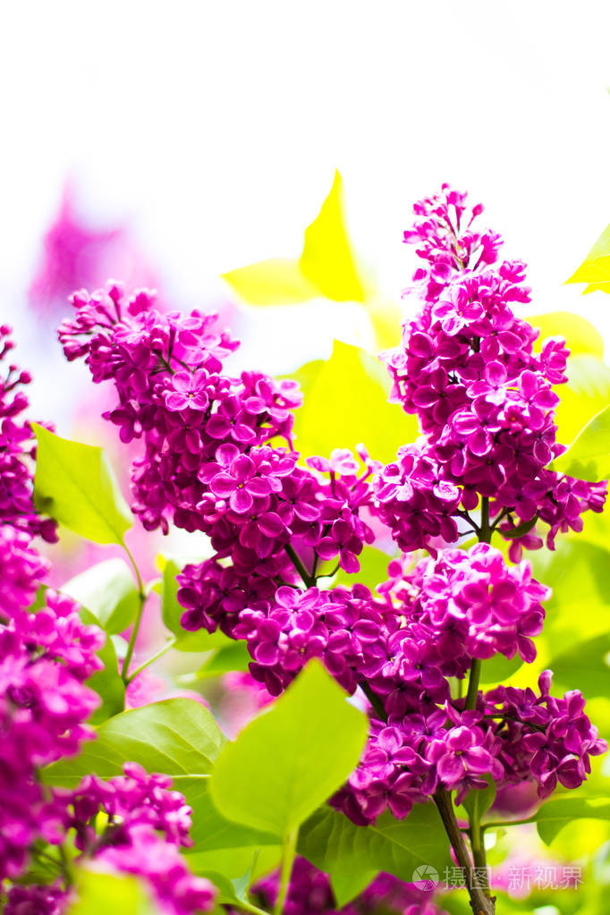春天的花朵枝丁香花叶微距照片