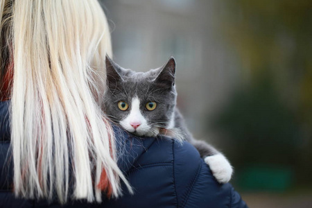 在皮带上的街道步行只灰色的猫